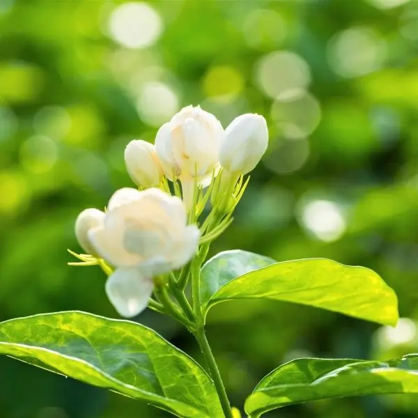 Nét đẹp thuần khiết của hoa nhài khiến lòng nhẹ nhàng Nét đẹp thuần khiết của hoa nhài khiến lòng nhẹ nhàng