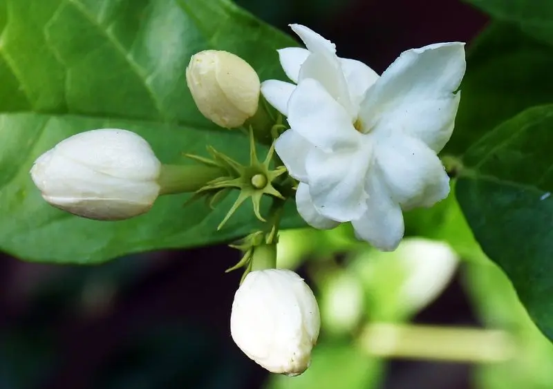 Hương hoa nhài nồng nàn, mang lại sự thoải mái cho tâm hồn Hương hoa nhài nồng nàn, mang lại sự thoải mái cho tâm hồn