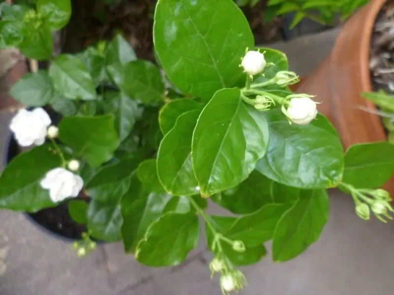 Cánh hoa nhài tinh khiết, biểu tượng của tình yêu và sự bền chặt Cánh hoa nhài tinh khiết, biểu tượng của tình yêu và sự bền chặt