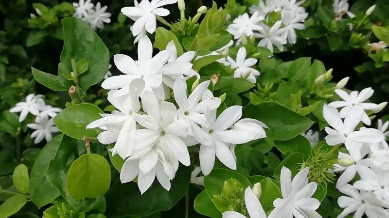 Hoa nhài trắng tinh khôi, mang lại cảm giác dịu dàng Hoa nhài trắng tinh khôi, mang lại cảm giác dịu dàng