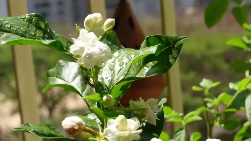 Hương hoa nhài nhè nhẹ, tạo nên không gian dễ chịu Hương hoa nhài nhè nhẹ, tạo nên không gian dễ chịu