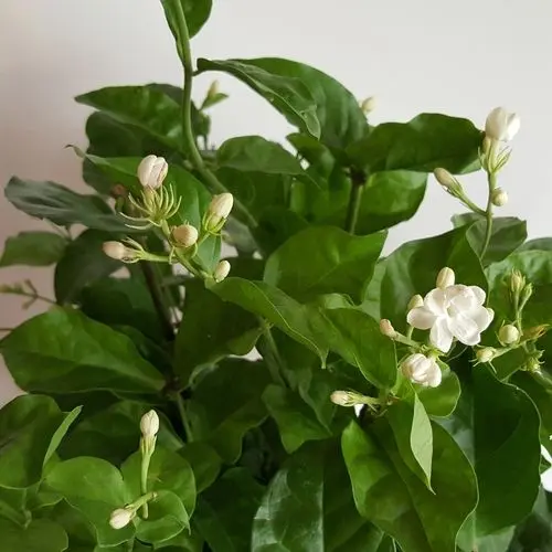 Cánh hoa nhài trắng mỏng manh nhưng đầy sức sống Cánh hoa nhài trắng mỏng manh nhưng đầy sức sống