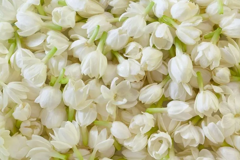 Hoa nhài thơm ngát, tạo cảm giác thư giãn giữa thiên nhiên Hoa nhài thơm ngát, tạo cảm giác thư giãn giữa thiên nhiên