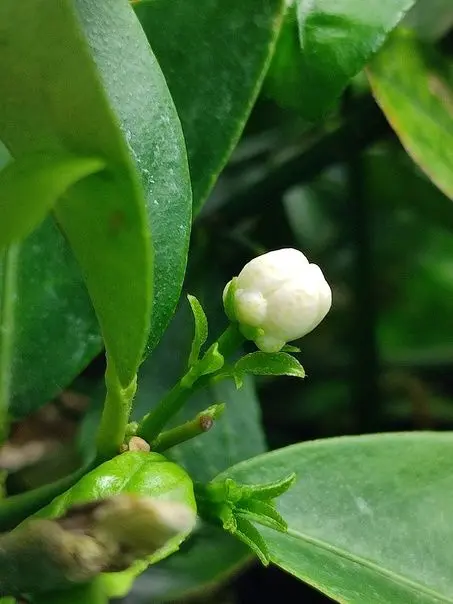Cánh hoa nhài dịu dàng, mang lại sự tươi mới Cánh hoa nhài dịu dàng, mang lại sự tươi mới