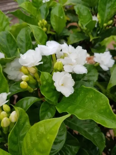 Vẻ đẹp giản dị mà cuốn hút của hoa nhài trắng Vẻ đẹp giản dị mà cuốn hút của hoa nhài trắng
