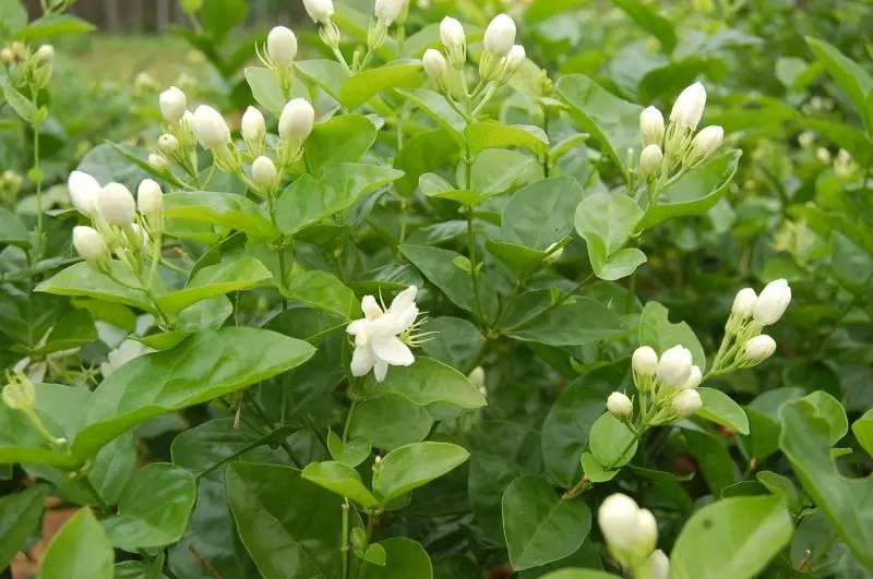 Màu trắng thuần khiết của hoa nhài nổi bật trong nắng Màu trắng thuần khiết của hoa nhài nổi bật trong nắng