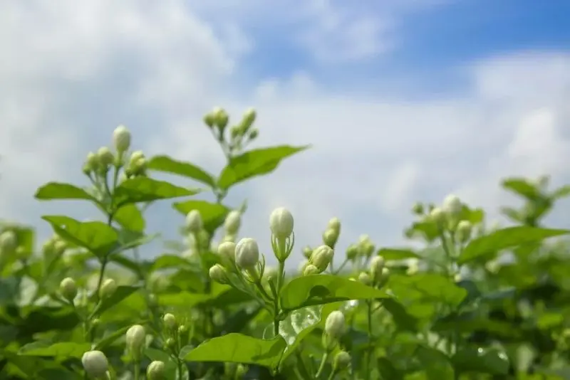 Hương thơm nhẹ nhàng của hoa nhài khiến lòng an yên Hương thơm nhẹ nhàng của hoa nhài khiến lòng an yên