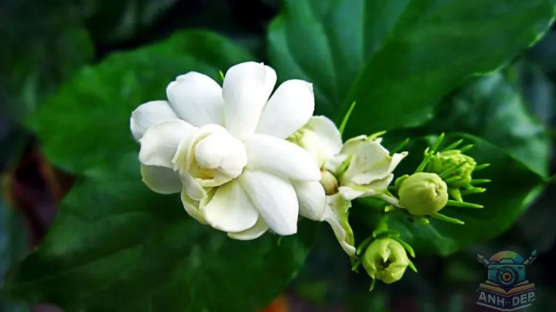 Cánh hoa nhài trắng mềm mại, điểm nhấn thanh thoát Cánh hoa nhài trắng mềm mại, điểm nhấn thanh thoát