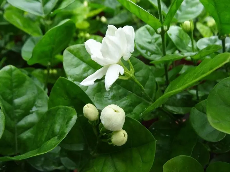 Bông hoa nhài nhỏ nhắn, tỏa hương thơm thanh khiết Bông hoa nhài nhỏ nhắn, tỏa hương thơm thanh khiết
