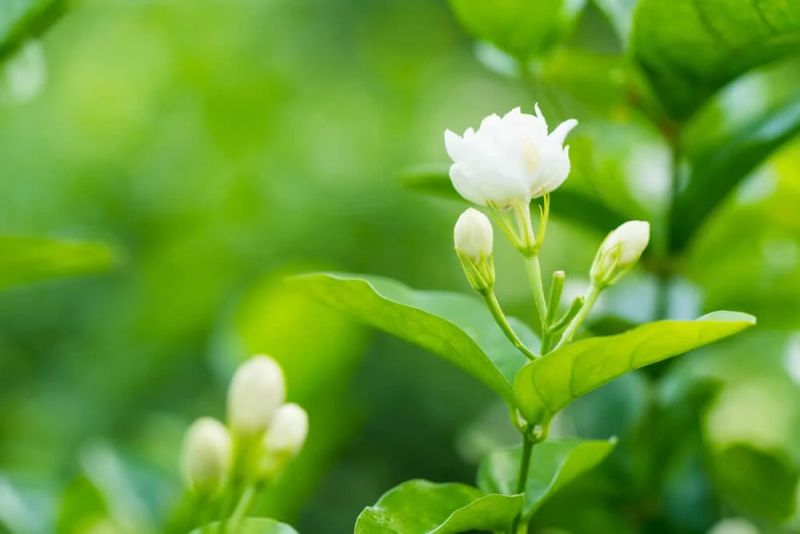 Hoa nhài trong nắng vàng, nhẹ nhàng và quyến rũ Hoa nhài trong nắng vàng, nhẹ nhàng và quyến rũ