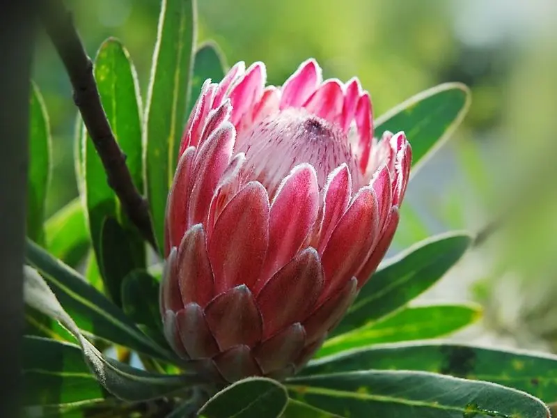 Vẻ đẹp của hoa protea hồng như một biểu tượng của tình yêu Vẻ đẹp của hoa protea hồng như một biểu tượng của tình yêu