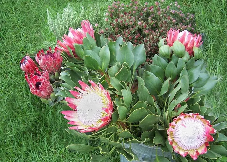 Sắc hồng ngọt ngào của hoa protea khiến lòng người say đắm Sắc hồng ngọt ngào của hoa protea khiến lòng người say đắm