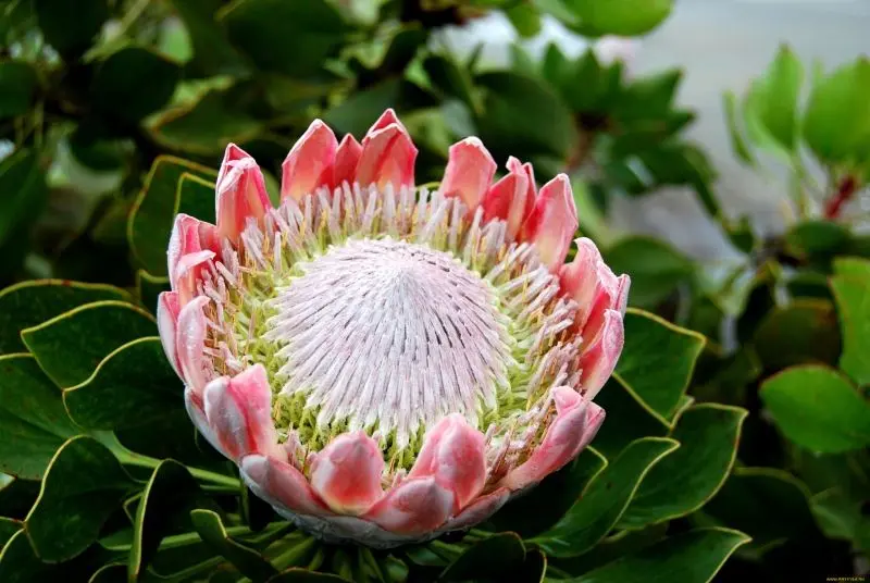 Ảnh hoa protea tỏa sáng dưới ánh mặt trời Ảnh hoa protea tỏa sáng dưới ánh mặt trời