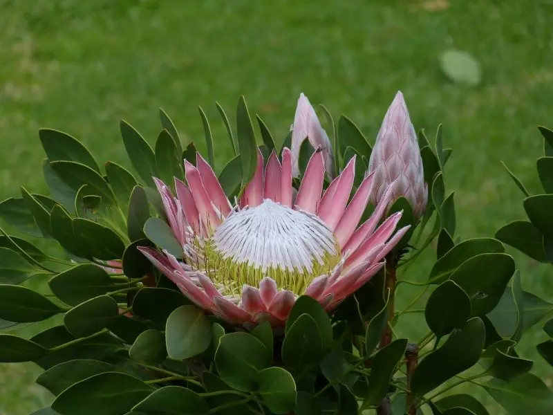 Ảnh hoa protea như một tác phẩm nghệ thuật Ảnh hoa protea như một tác phẩm nghệ thuật
