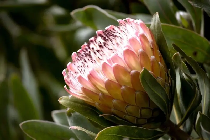 Vẻ đẹp đầy sức sống trong ảnh hoa protea Vẻ đẹp đầy sức sống trong ảnh hoa protea