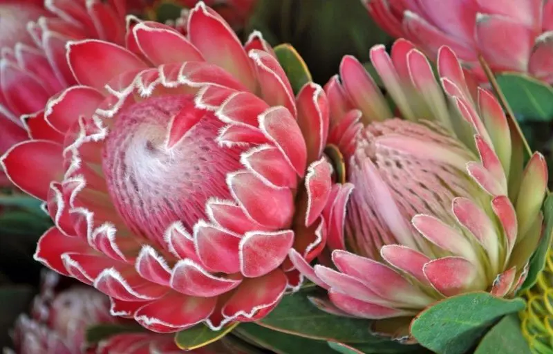 Ảnh hoa protea khiến lòng người say mê Ảnh hoa protea khiến lòng người say mê
