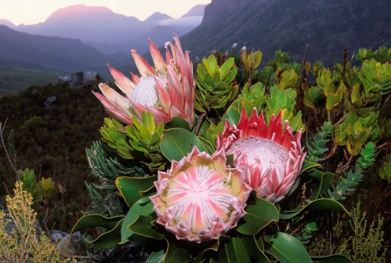 Hoa protea với sắc hồng nhẹ nhàng Hoa protea với sắc hồng nhẹ nhàng