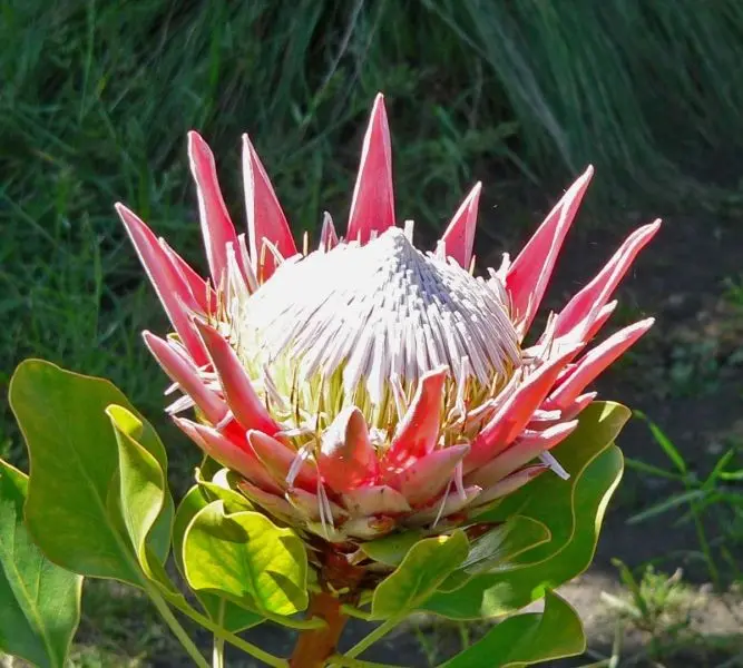 Sắc đỏ của hoa protea tạo nên điểm nhấn mãnh liệt Sắc đỏ của hoa protea tạo nên điểm nhấn mãnh liệt