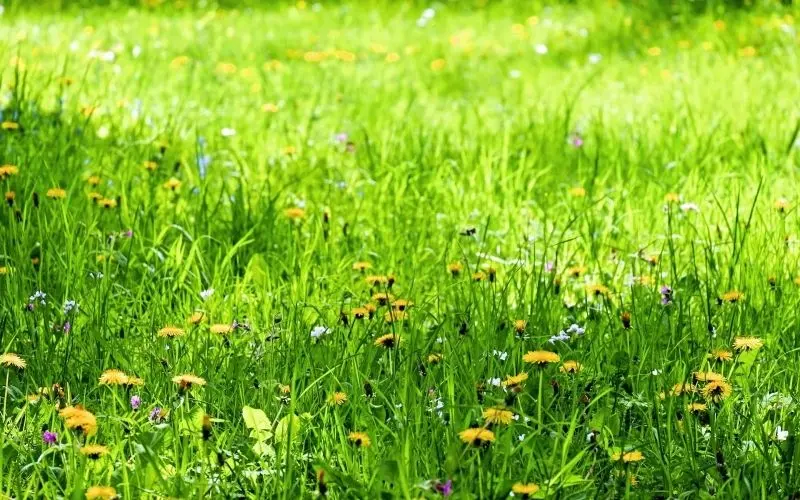 Khám phá vẻ đẹp bất tận của bãi cỏ phủ đầy hoa dại rực rỡ giữa núi rừng. Khám phá vẻ đẹp bất tận của bãi cỏ phủ đầy hoa dại rực rỡ giữa núi rừng.