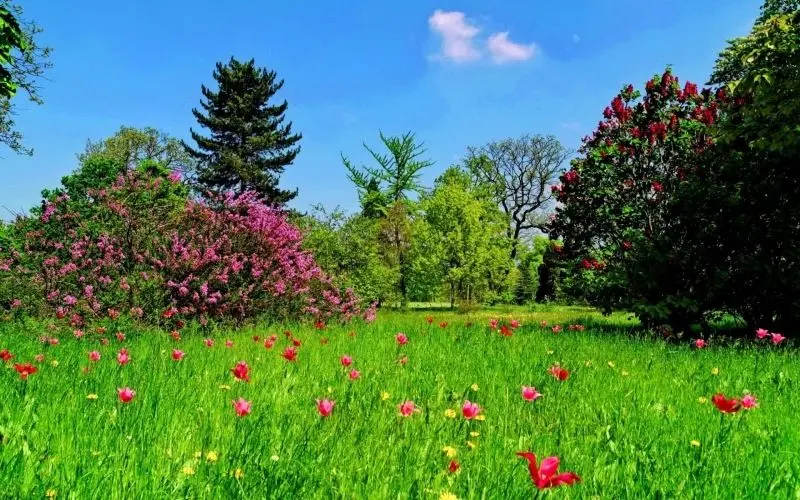 Bãi cỏ phủ đầy hoa dại rực rỡ, nơi tạo nên sự kết nối giữa con người và thiên nhiên. Bãi cỏ phủ đầy hoa dại rực rỡ, nơi tạo nên sự kết nối giữa con người và thiên nhiên.