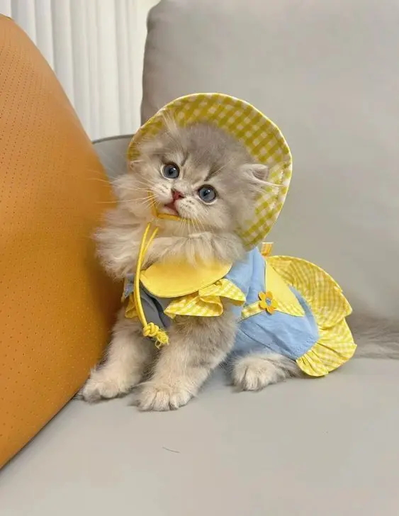 Ảnh avatar mèo vô tri, làm sáng bừng trang cá nhân của bạn. Ảnh avatar mèo vô tri, làm sáng bừng trang cá nhân của bạn.