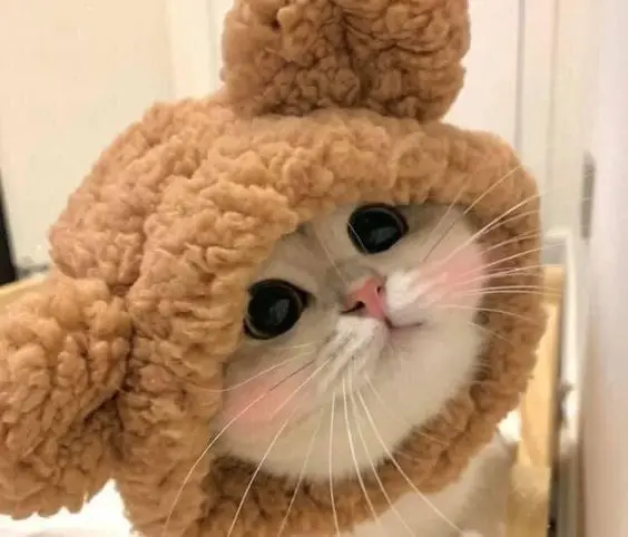 Hình ảnh avatar vô tri mèo cực ngầu, phù hợp với mọi cá tính. Hình ảnh avatar vô tri mèo cực ngầu, phù hợp với mọi cá tính.