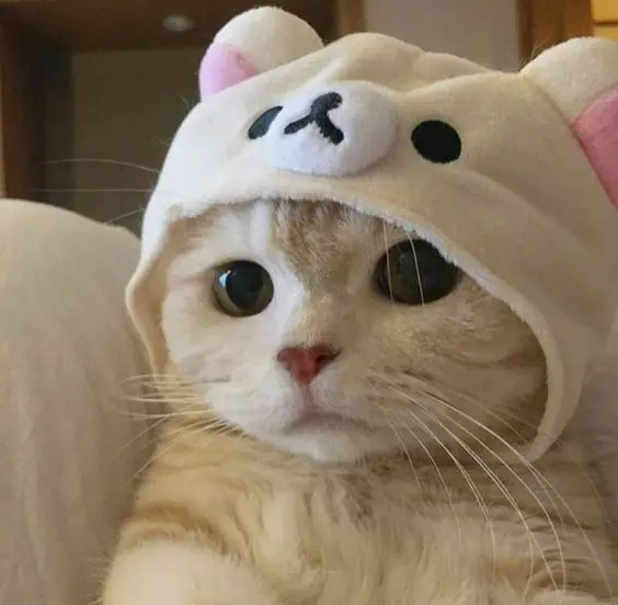 Bộ sưu tập ảnh avatar vô tri mèo ngộ nghĩnh nhất năm nay.