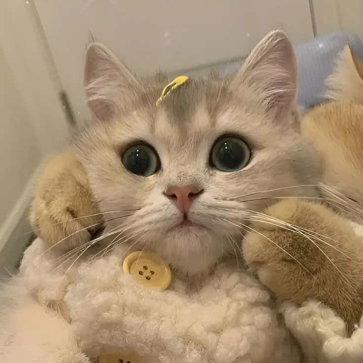 Avatar vô tri mèo siêu cute, hoàn hảo cho ngày mới. Avatar vô tri mèo siêu cute, hoàn hảo cho ngày mới.