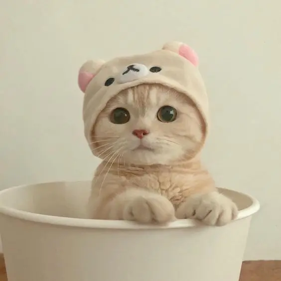 Hình ảnh avatar vô tri mèo đáng yêu, mang lại tiếng cười nhẹ nhàng. Hình ảnh avatar vô tri mèo đáng yêu, mang lại tiếng cười nhẹ nhàng.