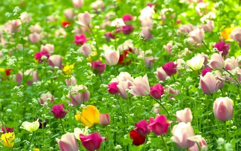 Cánh đồng hoa mùa xuân, nơi gió xuân hòa quyện sắc hoa rực rỡ. Cánh đồng hoa mùa xuân, nơi gió xuân hòa quyện sắc hoa rực rỡ.