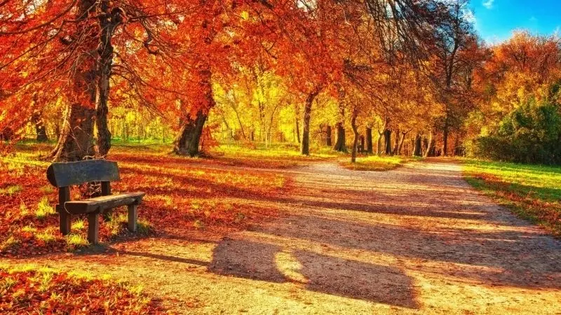 Một chiều thu lãng mạn trên đường hẻm nhỏ đẹp phủ đầy lá vàng. Một chiều thu lãng mạn trên đường hẻm nhỏ đẹp phủ đầy lá vàng.