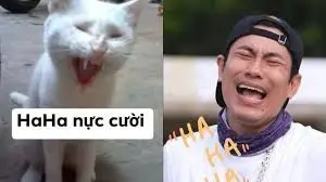 Meme người gây tiếng cười với biểu cảm hài hước