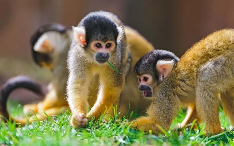 Phong cảnh động vật hoang dã là một nguồn cảm hứng vô tận cho những ai yêu thích thiên nhiên và động vật hoang dã. Phong cảnh động vật hoang dã là một nguồn cảm hứng vô tận cho những ai yêu thích thiên nhiên và động vật hoang dã.