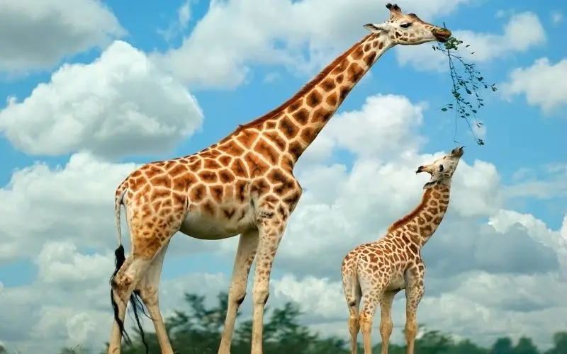 Hãy cùng khám phá phong cảnh động vật hoang dã, nơi những loài thú hoang dã sống tự do và đầy sức sống. Hãy cùng khám phá phong cảnh động vật hoang dã, nơi những loài thú hoang dã sống tự do và đầy sức sống.