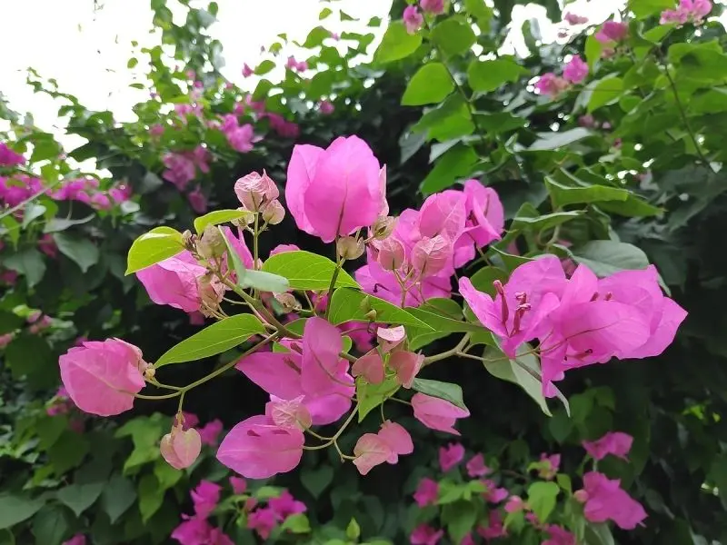 Những dàn hoa giấy rực rỡ khiến góc phố thêm phần thơ mộng. Những dàn hoa giấy rực rỡ khiến góc phố thêm phần thơ mộng.