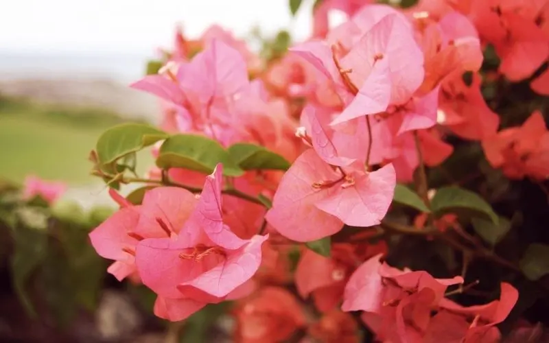 Vẻ đẹp hoa giấy rực rỡ giữa phố nhỏ tạo nên nét lãng mạn khó quên. Vẻ đẹp hoa giấy rực rỡ giữa phố nhỏ tạo nên nét lãng mạn khó quên.