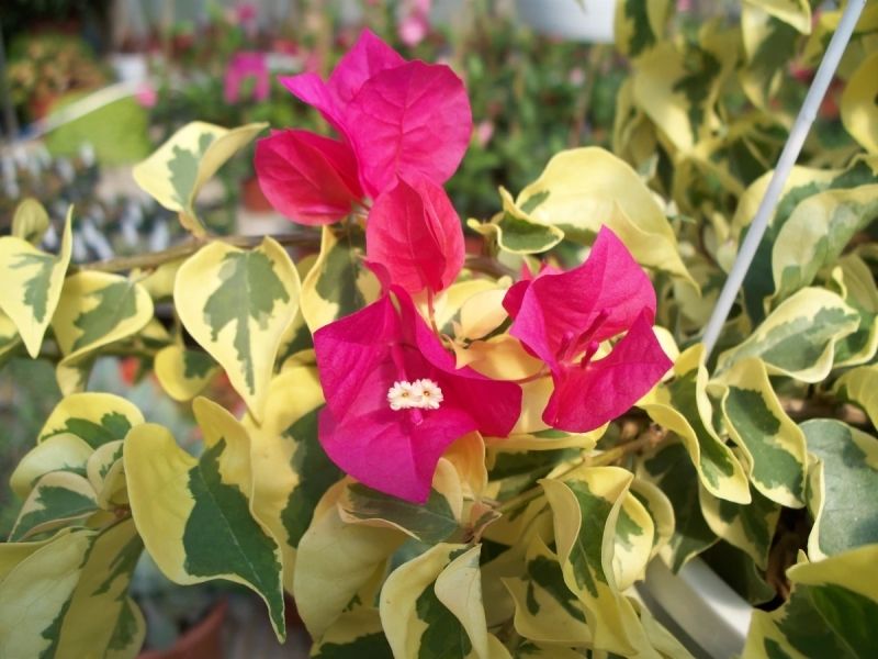 Đắm chìm trong vẻ đẹp phong cảnh hoa giấy rực rỡ dưới nắng vàng. Đắm chìm trong vẻ đẹp phong cảnh hoa giấy rực rỡ dưới nắng vàng.