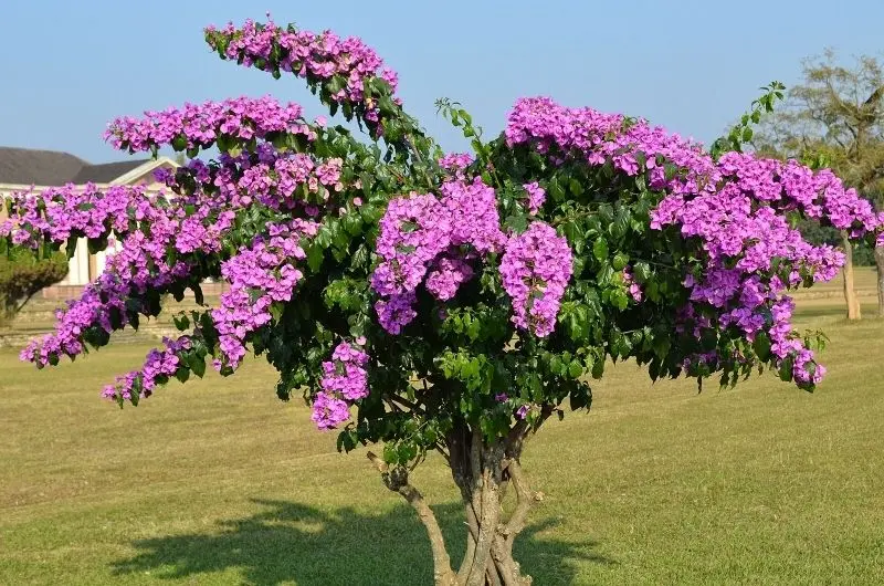 Những tán hoa giấy rực rỡ tạo nên bầu không gian mát mẻ và dễ chịu. Những tán hoa giấy rực rỡ tạo nên bầu không gian mát mẻ và dễ chịu.