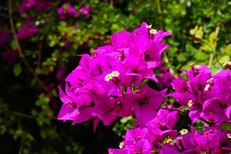 Những giàn hoa giấy rực rỡ bung nở mang đến sắc màu tươi sáng. Những giàn hoa giấy rực rỡ bung nở mang đến sắc màu tươi sáng.