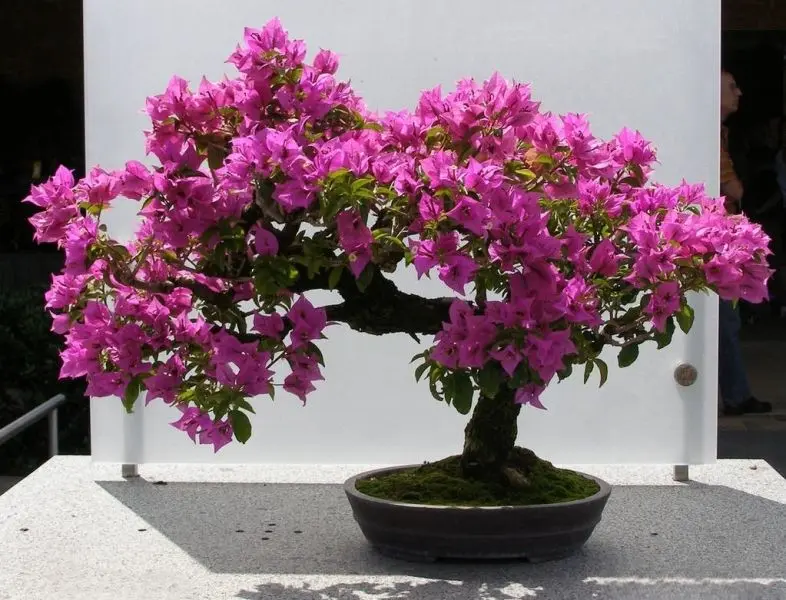 Hoa giấy rực rỡ nở đầy trên bức tường cổ, mang lại vẻ đẹp hoài niệm. Hoa giấy rực rỡ nở đầy trên bức tường cổ, mang lại vẻ đẹp hoài niệm.