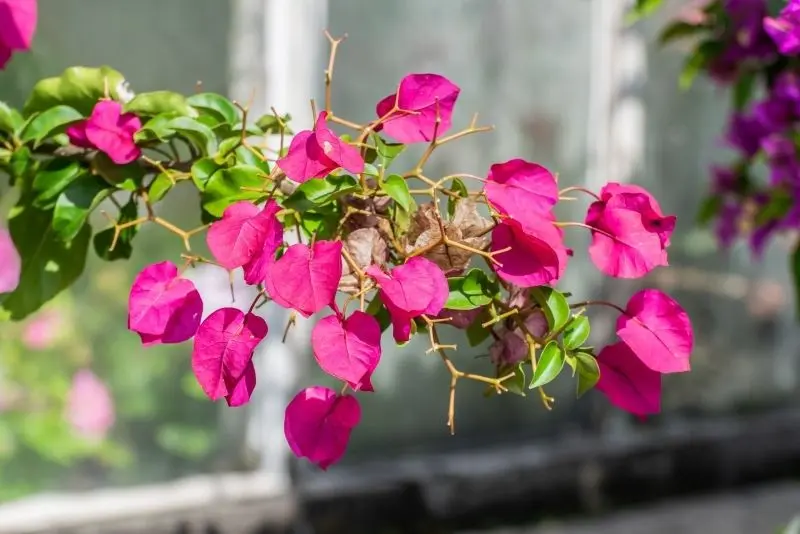 Tán hoa giấy rực rỡ che mát con đường nhỏ, tạo nên khung cảnh nên thơ. Tán hoa giấy rực rỡ che mát con đường nhỏ, tạo nên khung cảnh nên thơ.