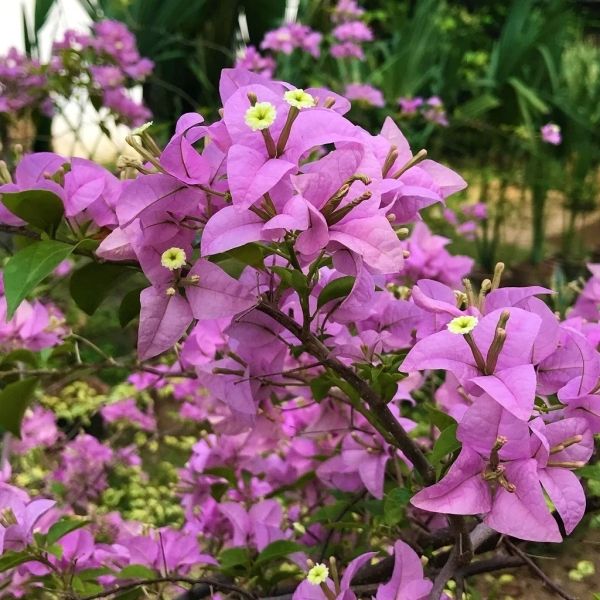 Khu vườn tràn ngập sắc hoa giấy rực rỡ, mang đến cảm giác thư thái. Khu vườn tràn ngập sắc hoa giấy rực rỡ, mang đến cảm giác thư thái.