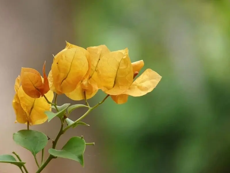 Những dàn hoa giấy rực rỡ trải dài như con đường dẫn vào thiên đường. Những dàn hoa giấy rực rỡ trải dài như con đường dẫn vào thiên đường.