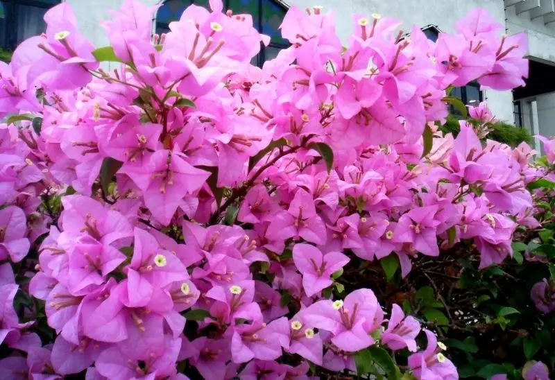 Đường làng dịu dàng hơn với phong cảnh hoa giấy rực rỡ sắc màu. Đường làng dịu dàng hơn với phong cảnh hoa giấy rực rỡ sắc màu.