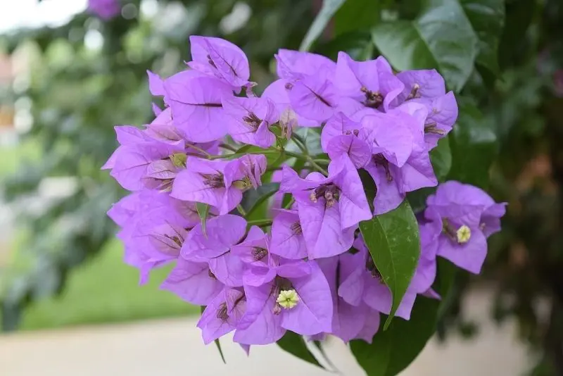 Những dàn hoa giấy rực rỡ khiến góc phố thêm phần thơ mộng. Những dàn hoa giấy rực rỡ khiến góc phố thêm phần thơ mộng.