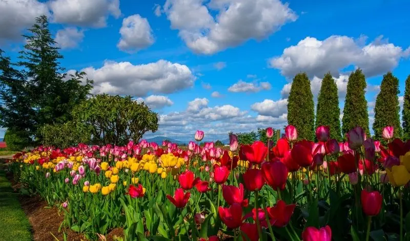 Phong cảnh vườn hoa tulip sặc sỡ giữa cánh đồng rực rỡ, đẹp mê hoặc. Phong cảnh vườn hoa tulip sặc sỡ giữa cánh đồng rực rỡ, đẹp mê hoặc.