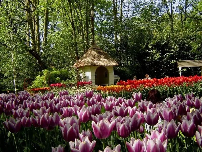 Cánh đồng tulip rực rỡ, nơi vẻ đẹp của hoa tulip khoe sắc hoàn hảo. Cánh đồng tulip rực rỡ, nơi vẻ đẹp của hoa tulip khoe sắc hoàn hảo.