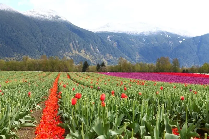 Tận hưởng vẻ đẹp cánh đồng tulip rực rỡ trong không gian thơ mộng. Tận hưởng vẻ đẹp cánh đồng tulip rực rỡ trong không gian thơ mộng.