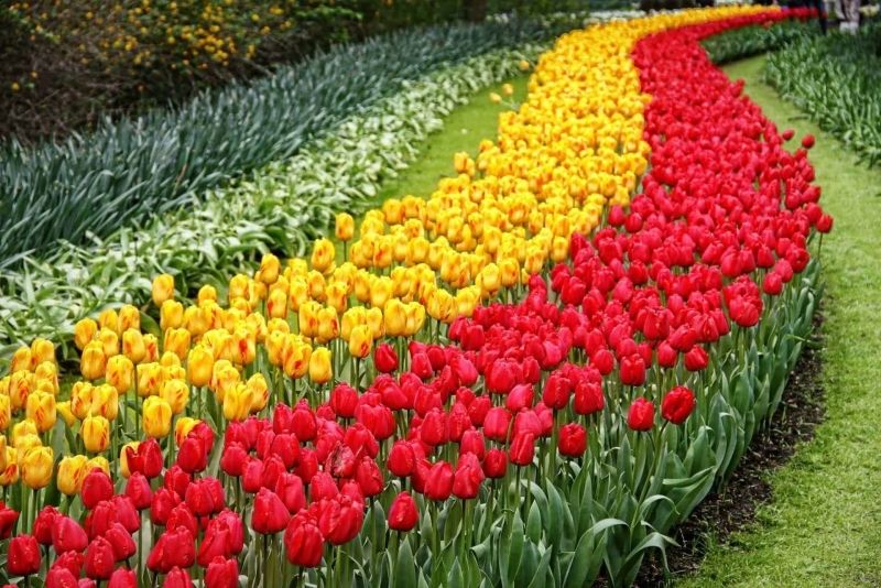 Phong cảnh vườn hoa tulip sặc sỡ giữa cánh đồng hoa bất tận. Phong cảnh vườn hoa tulip sặc sỡ giữa cánh đồng hoa bất tận.