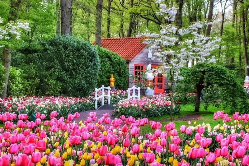 Cánh đồng tulip rực rỡ, điểm đến lý tưởng cho những tấm hình tuyệt đẹp. Cánh đồng tulip rực rỡ, điểm đến lý tưởng cho những tấm hình tuyệt đẹp.